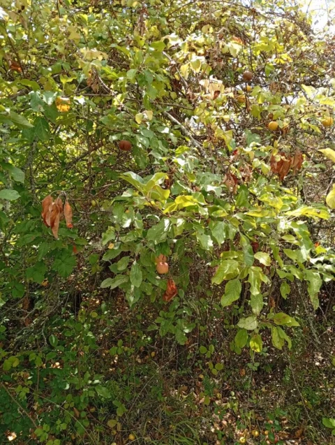 Terreno para Venda em Olalhas