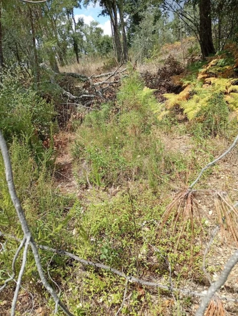 Terreno para Venda em Olalhas