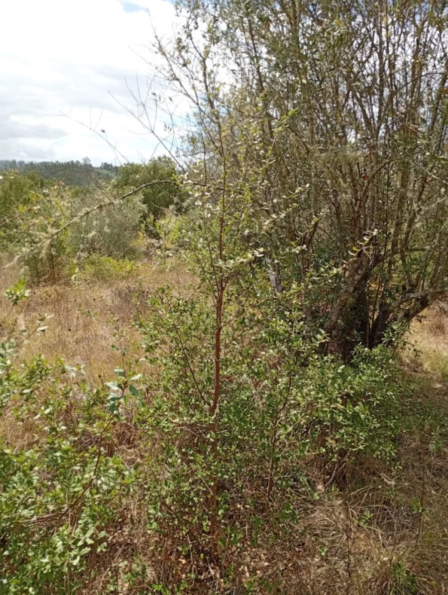 Terreno para Venda em Olalhas Foto 8
