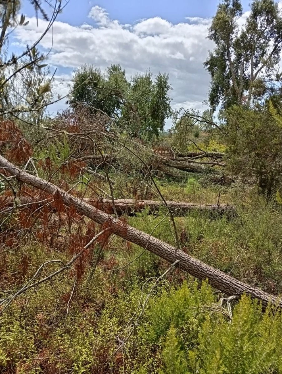 Terreno para Venda em Olalhas Foto 5