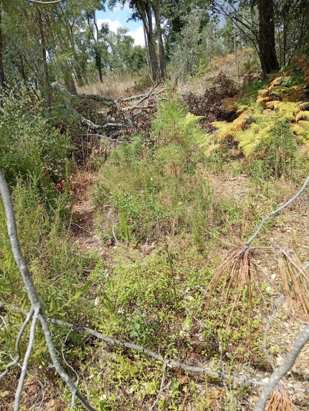 Terreno para Venda em Olalhas Foto 1