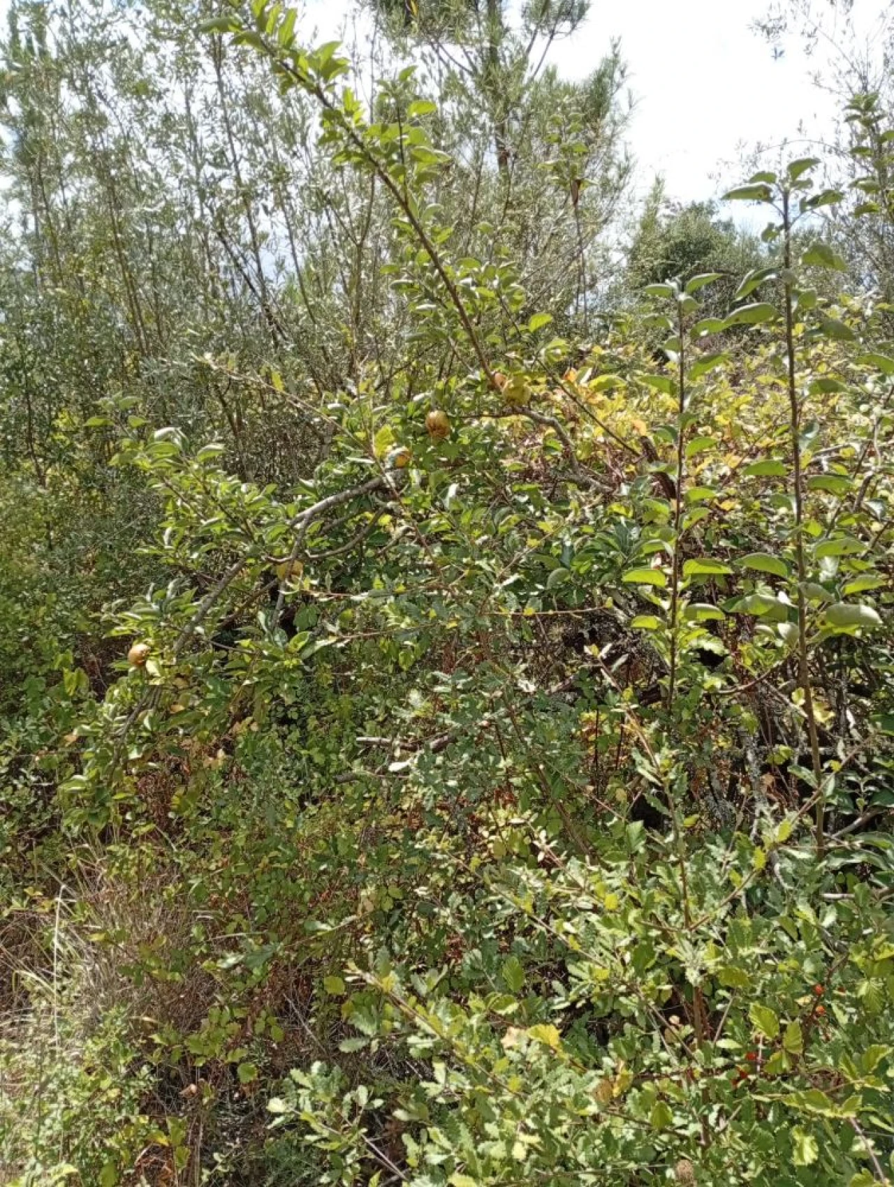 Terreno para Venda em Olalhas Foto 7