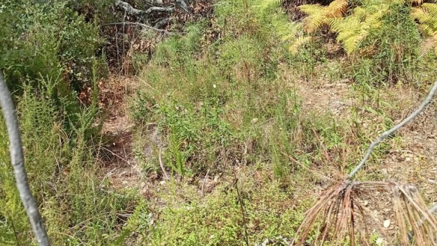 Terreno para Venda em Olalhas