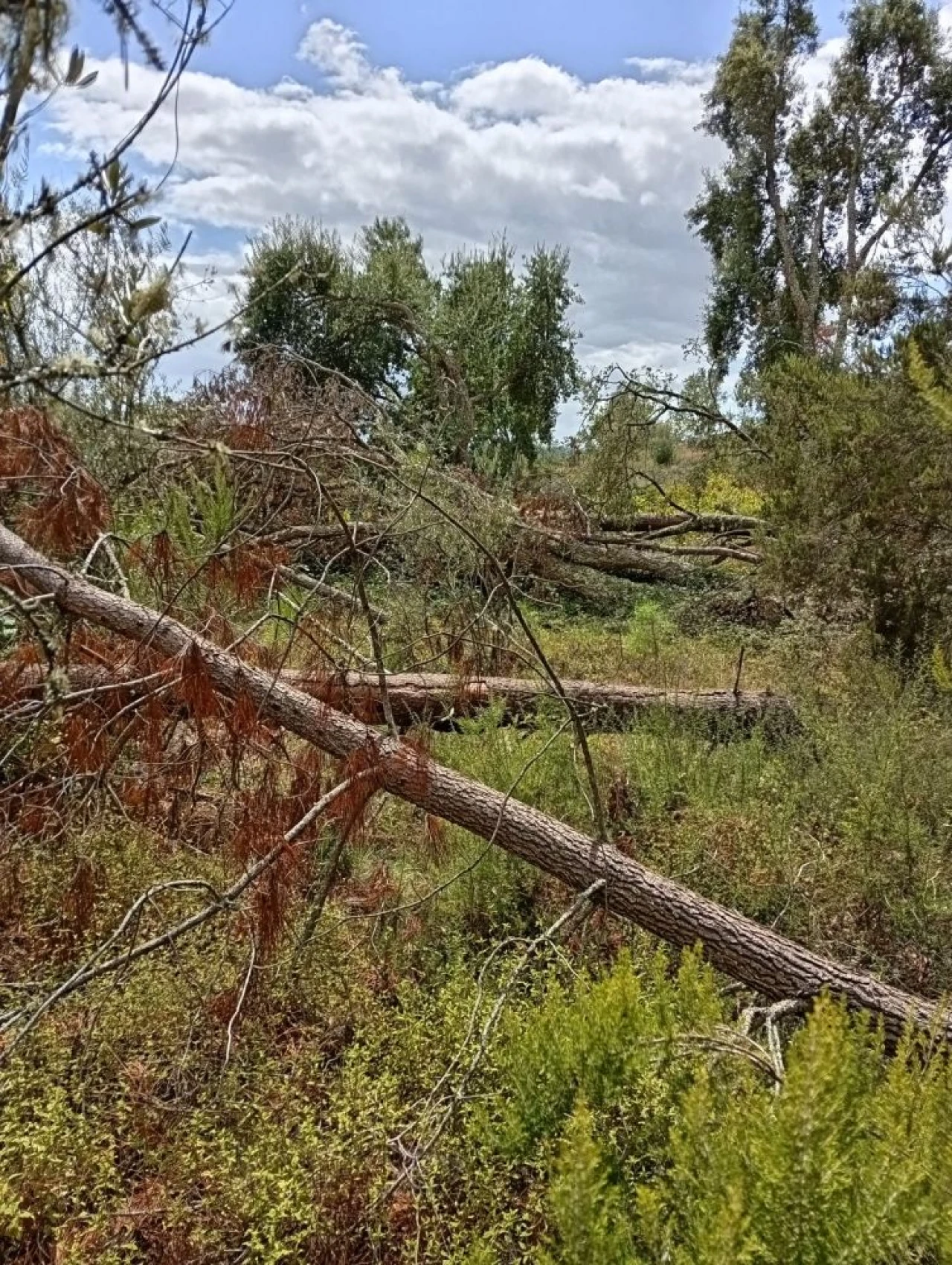 Terreno para Venda em Olalhas Foto 5