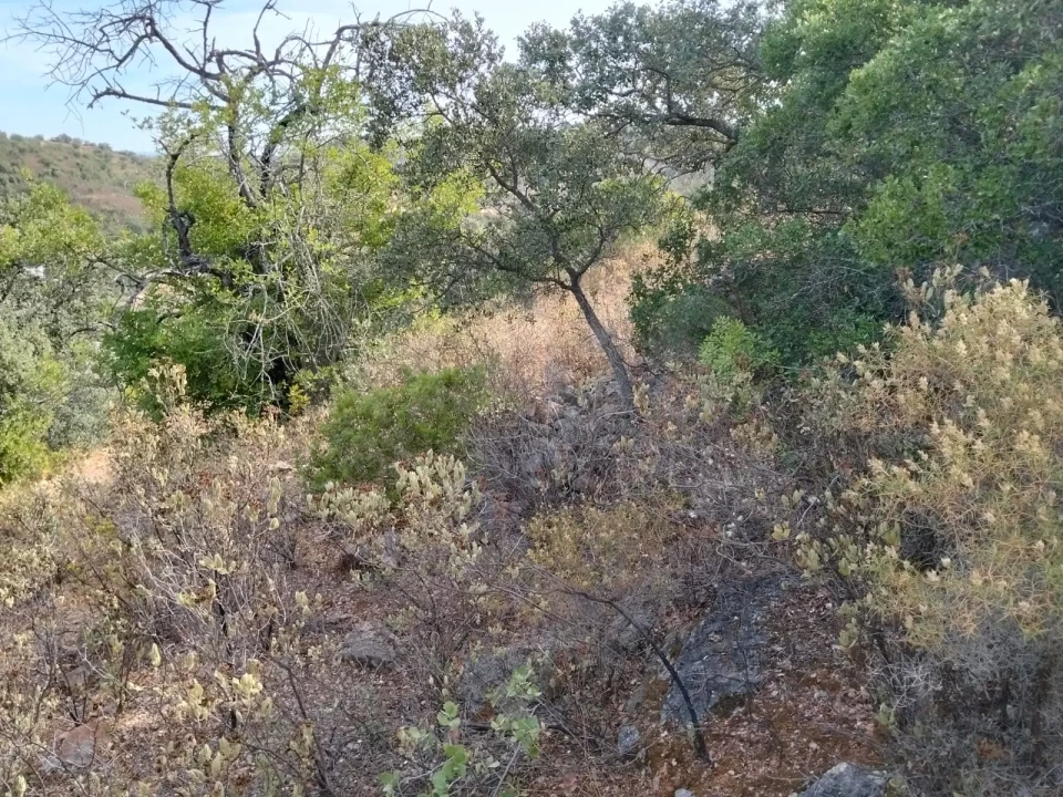 Terreno para Venda em Santa Catarina da Fonte do Bispo Foto 10