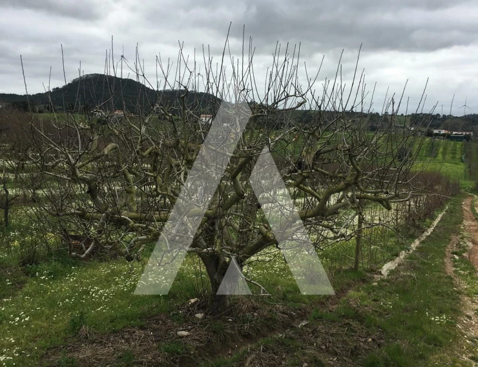 Terreno Agricola ou Rústico para Venda em Azueira e Sobral da Abelheira Foto 3