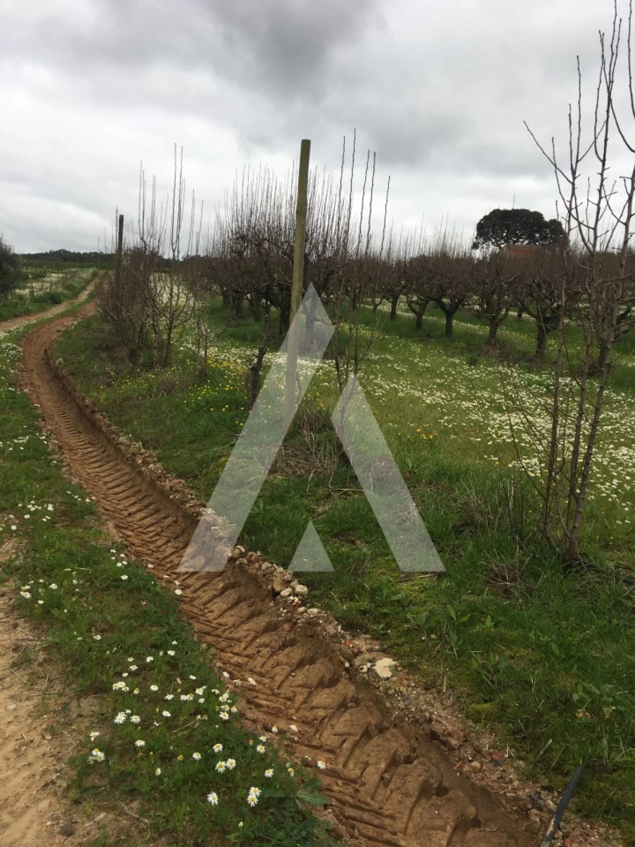 Terreno Agricola ou Rústico para Venda em Azueira e Sobral da Abelheira Foto 6