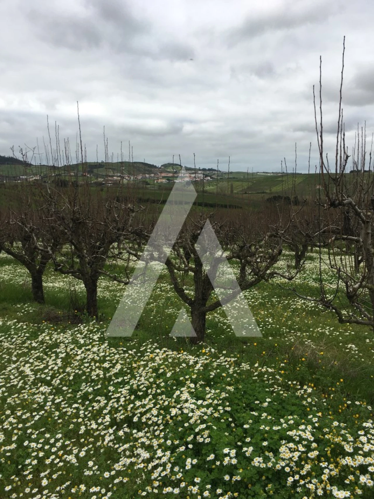 Terreno Agricola ou Rústico para Venda em Azueira e Sobral da Abelheira Foto 7