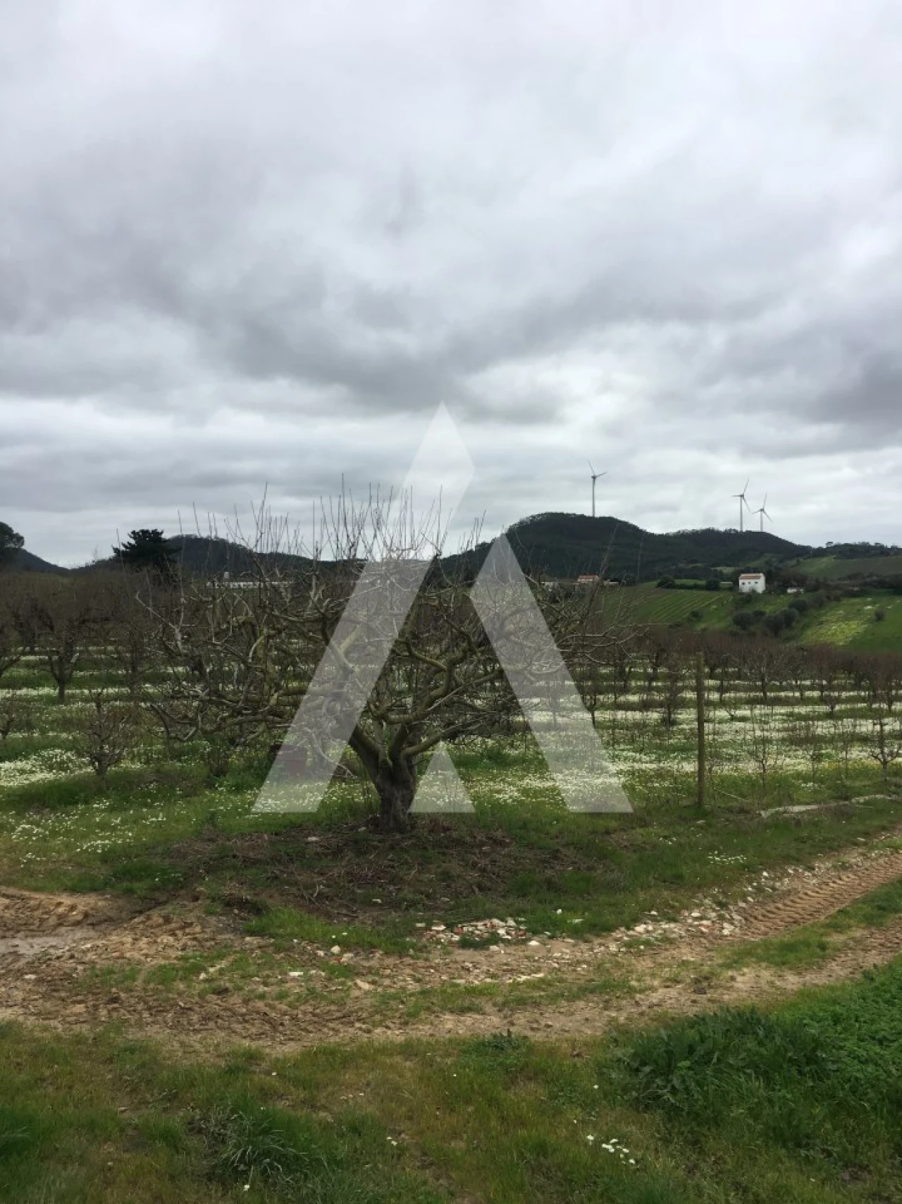 Terreno Agricola ou Rústico para Venda em Azueira e Sobral da Abelheira Foto 10