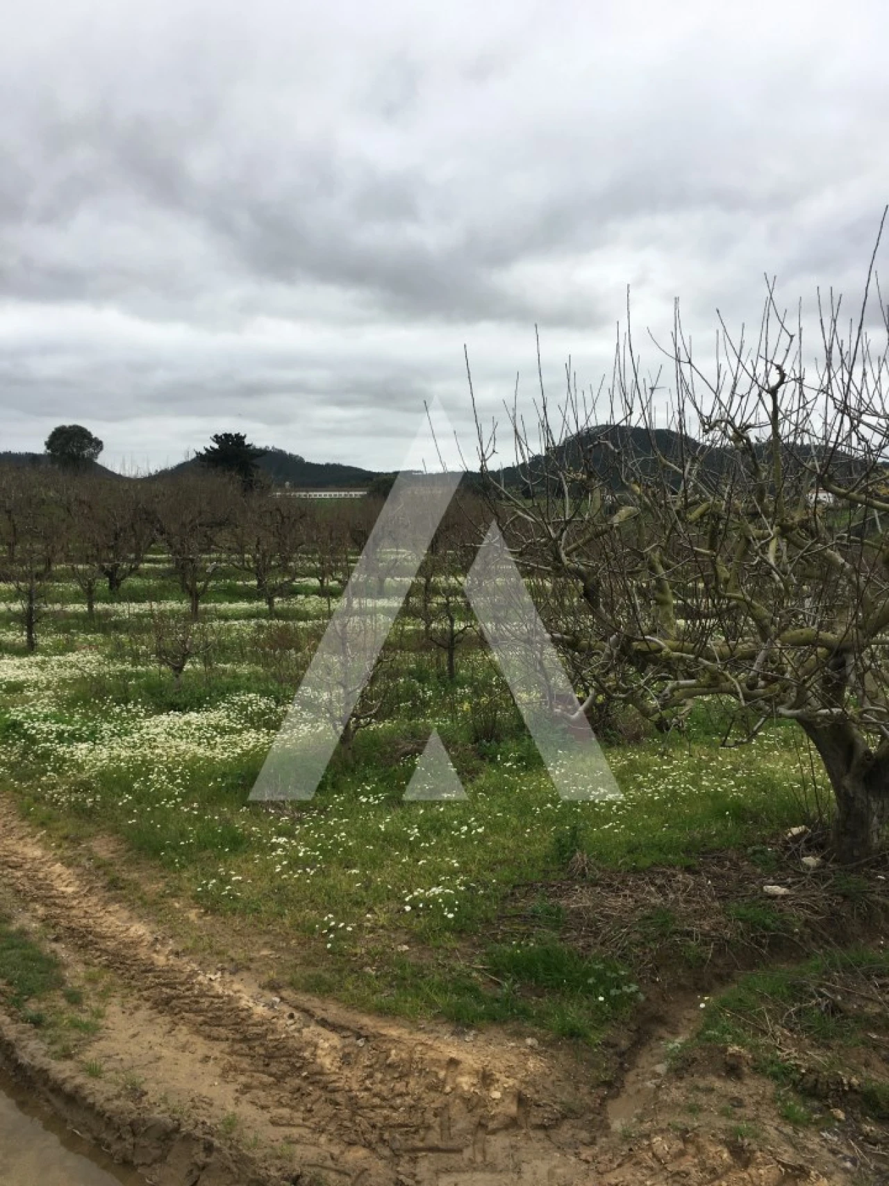 Terreno Agricola ou Rústico para Venda em Azueira e Sobral da Abelheira Foto 11