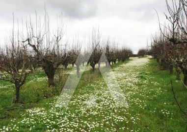 Terreno Agricola ou Rústico para Venda em Freiria