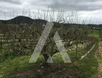 Terreno Agricola ou Rústico para Venda em Freiria
