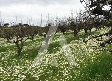 Terreno Agricola ou Rústico para Venda em Freiria