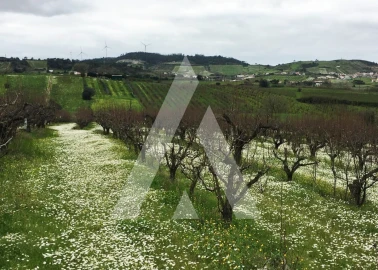 Terreno Agricola ou Rústico para Venda em Freiria