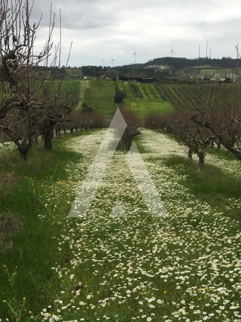 Terreno Agricola ou Rústico para Venda em Freiria
