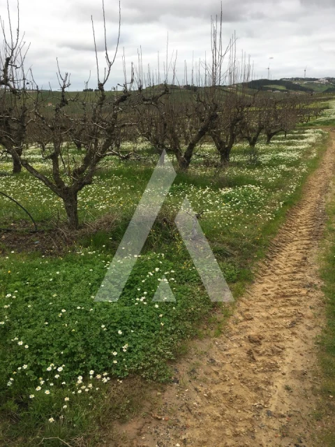 Terreno Agricola ou Rústico para Venda em Freiria