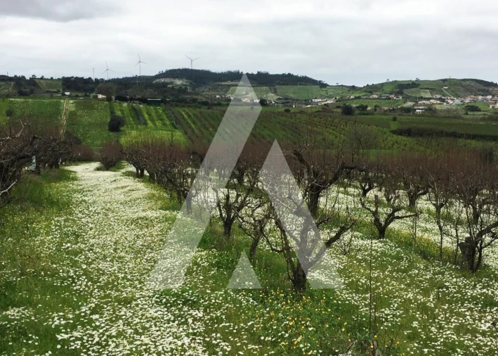 Terreno Agricola ou Rústico para Venda em Azueira e Sobral da Abelheira Foto 5