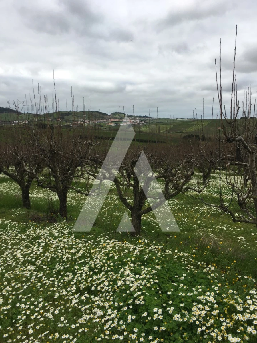 Terreno Agricola ou Rústico para Venda em Azueira e Sobral da Abelheira Foto 7