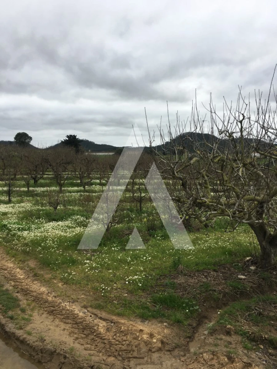Terreno Agricola ou Rústico para Venda em Azueira e Sobral da Abelheira Foto 11