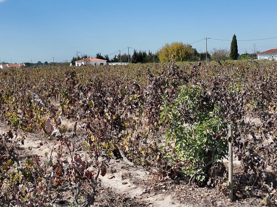 Terreno para Venda em Palmela Foto 5