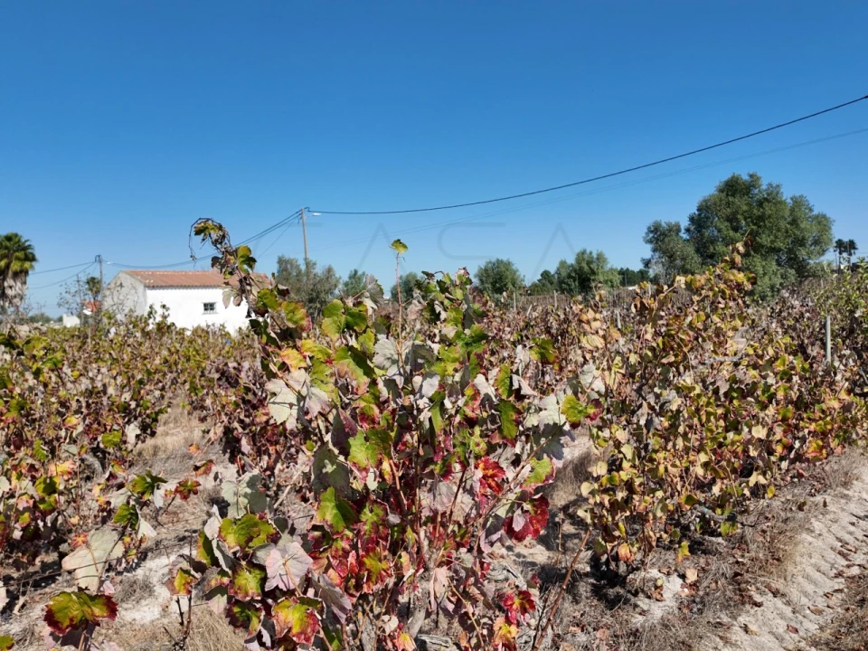 Terreno para Venda em Palmela Foto 7