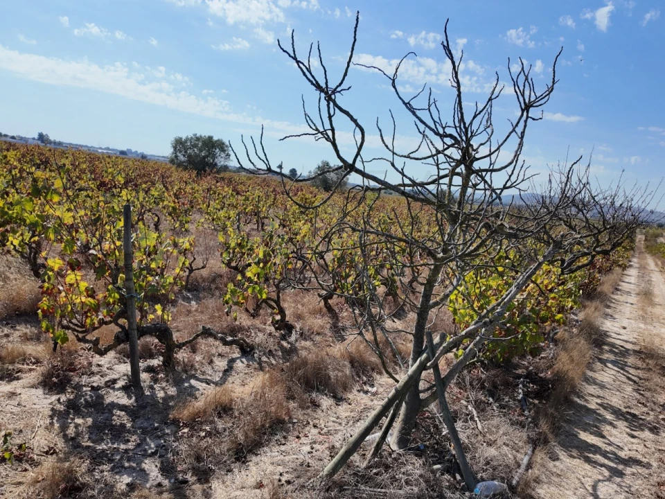 Terreno para Venda em Palmela Foto 10
