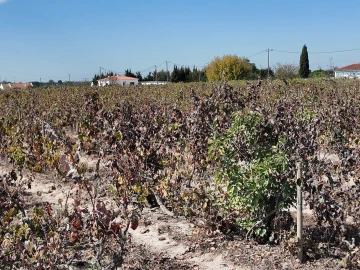 Terreno para Venda em Palmela