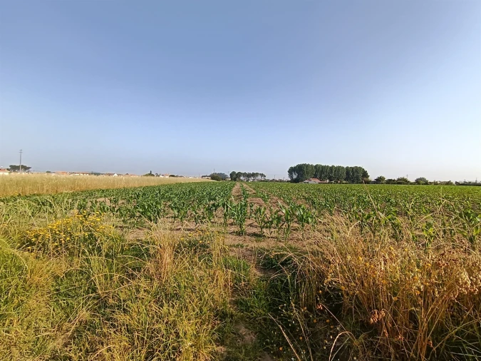 Terreno Agricola ou Rústico para Venda em Ílhavo (São Salvador) Foto 4