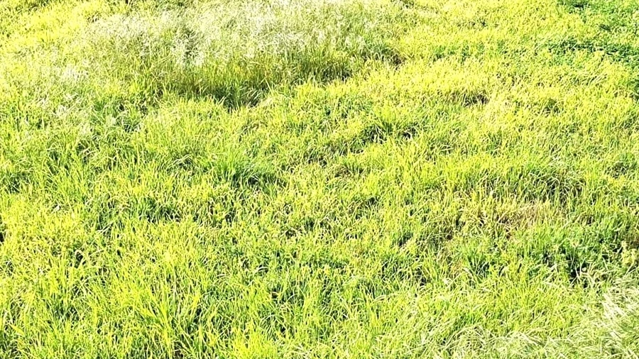 Terreno para Venda em Santo Andre de Vagos