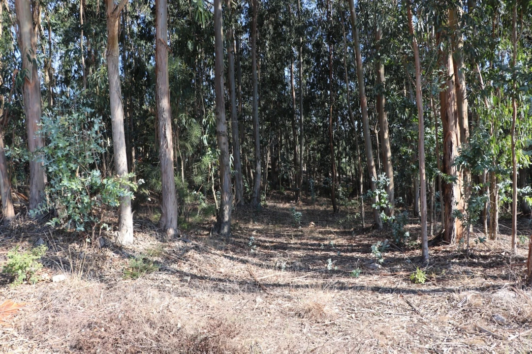 Terreno Comércio / Armazém para Venda em Lordelo Foto 13