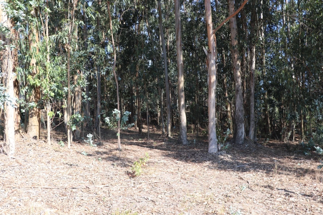 Terreno Comércio / Armazém para Venda em Lordelo Foto 15