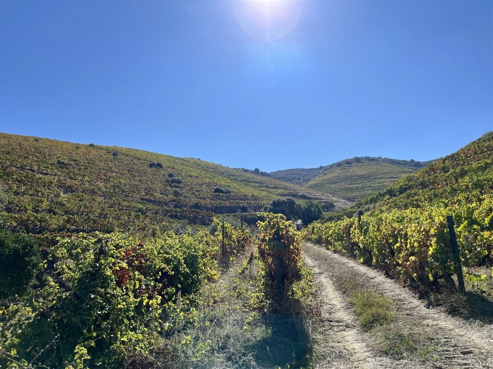 Quinta T0 para Venda em Vila Nova de Foz Côa Foto 13