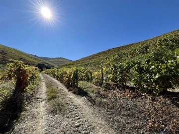 Quinta T0 para Venda em Vila Nova de Foz Côa