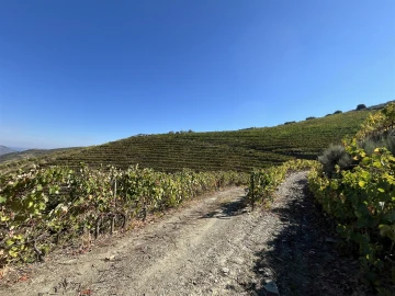 Quinta T0 para Venda em Vila Nova de Foz Côa