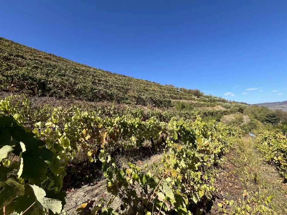 Quinta T0 para Venda em Vila Nova de Foz Côa Foto 15