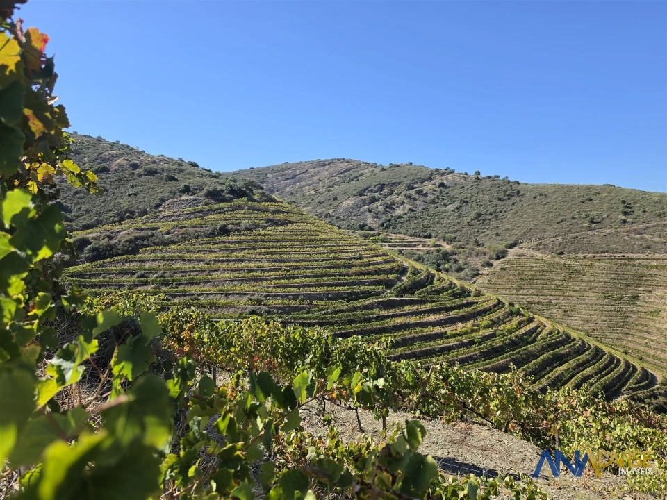 Quinta T0 para Venda em Vila Nova de Foz Côa Foto 6