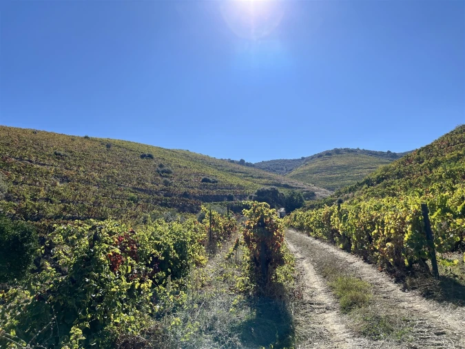 Quinta T0 para Venda em Vila Nova de Foz Côa Foto 13