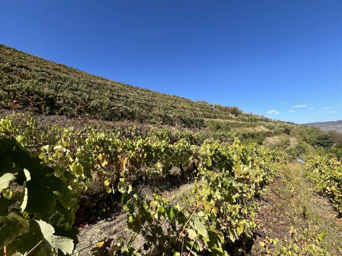 Quinta T0 para Venda em Vila Nova de Foz Côa Foto 15