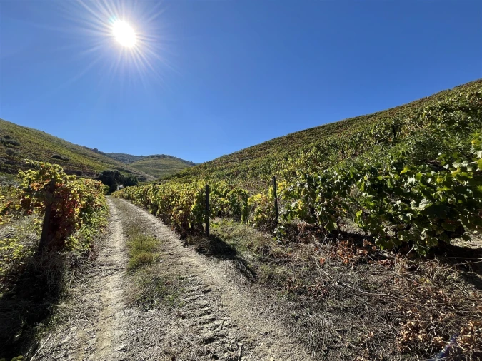 Quinta T0 para Venda em Vila Nova de Foz Côa Foto 12