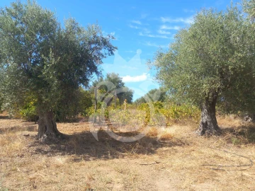 Terreno para Venda em Serpa (Salvador e Santa Maria)