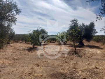 Terreno para Venda em Serpa (Salvador e Santa Maria)