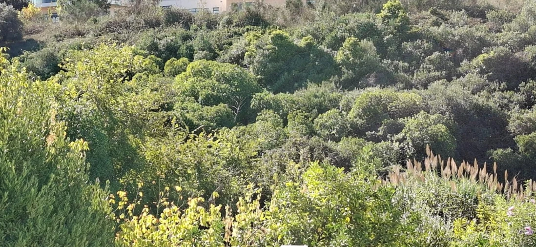 Moradia T5 para Arrendamento em Oeiras e São Julião da Barra, Paço de Arcos e Caxias Foto 5