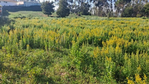 Terreno para Venda em O. Azeméis, Riba-Ul, Ul, Macinhata Seixa, Madail