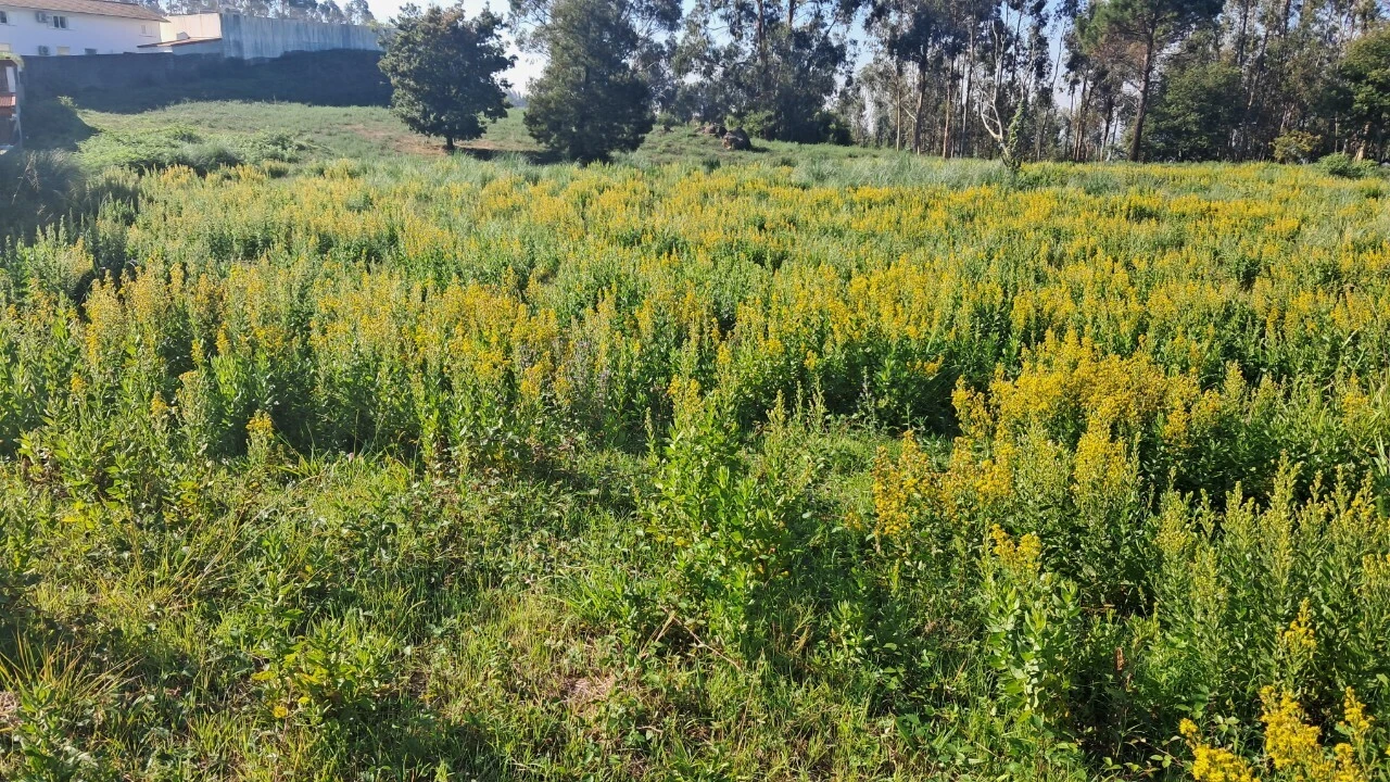 Terreno para Venda em O. Azeméis, Riba-Ul, Ul, Macinhata Seixa, Madail Foto 3