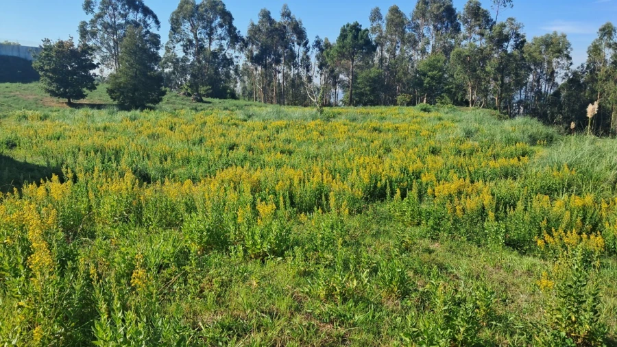 Terreno para Venda em O. Azeméis, Riba-Ul, Ul, Macinhata Seixa, Madail Foto 4