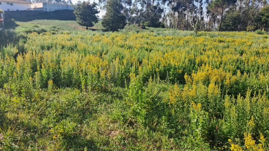 Terreno para Venda em O. Azeméis, Riba-Ul, Ul, Macinhata Seixa, Madail Foto 3