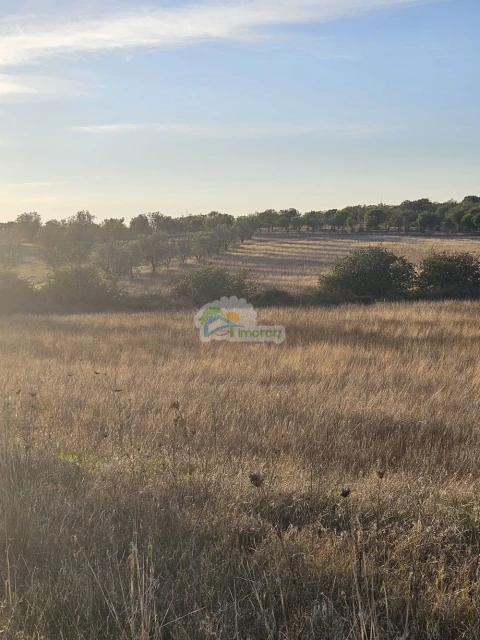 Terreno para Venda em Torre de Coelheiros