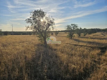 Terreno para Venda em Torre de Coelheiros