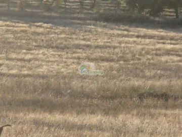 Terreno para Venda em Torre de Coelheiros