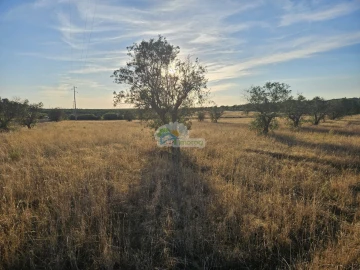 Terreno para Venda em Torre de Coelheiros